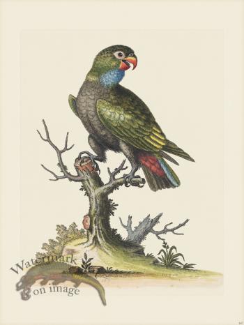Edwards 167 Dusky Parrot